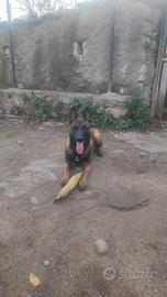 Pastore belga malinois