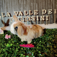 Coniglio Nano Minilop