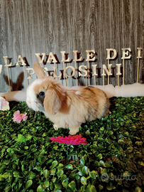 Coniglio Nano Minilop