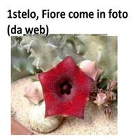 1 Stelo radicato Huernia Macrocarpa
