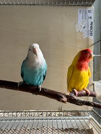 Coppie inseparabili nt