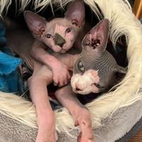Gatti Sphynx