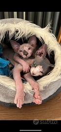 Gatti Sphynx