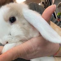 Coniglietti nani ariete