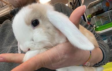 Coniglietti nani ariete