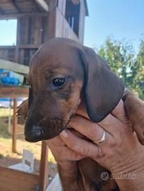 Cuccioli bassotto
