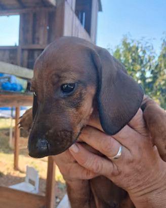 Cuccioli bassotto