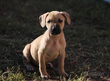 Cuccioli di Pit Bull con pedigree anche a rate