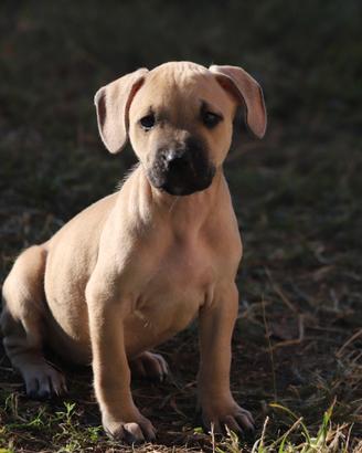Cuccioli di Pit Bull con pedigree anche a rate