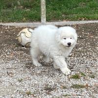 Cuccioli pastore maremmano abruzzese