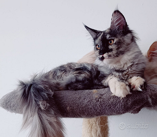 Cucciola Maine Coon pedigree ANFI