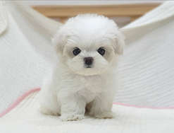 Cucciolo di maltese con pedigree