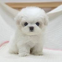 Cucciolo di maltese con pedigree