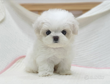 Cucciolo di maltese con pedigree