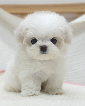 Cucciolo di maltese con pedigree