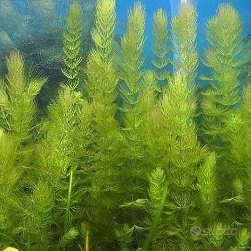100 Semi Di Ceratophyllum Demersum Per Acquario - Piante Acquatiche Decorative, Facile Coltivazione, Alta Germinazione, Perfetti Per Vasche E Giardini Acquatici - Foto 2