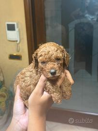 Barboncino toy red