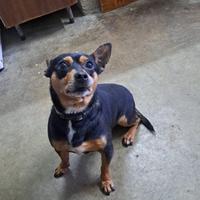 Cagnolino Pinscher/Chihuahua 7 anni