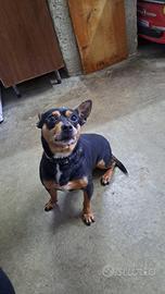 Cagnolino Pinscher/Chihuahua 7 anni