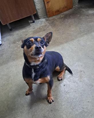 Cagnolino Pinscher/Chihuahua 7 anni