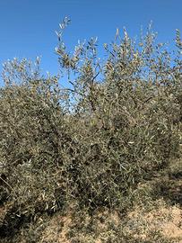 Terreno agricolo con uliveto produttivo