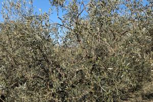 Terreno agricolo con uliveto produttivo