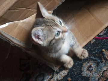 Gattini