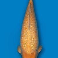 Carpa Koi Ginrin Karashigoi Sansai 88cm ExpoKoi