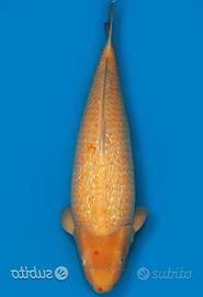 Carpa Koi Ginrin Karashigoi Sansai 88cm ExpoKoi