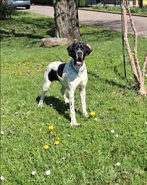 Cucciolone di pointer