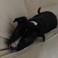 Cucciolo pitbull terrier