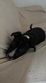 Cucciolo pitbull terrier