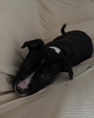 Cucciolo pitbull terrier