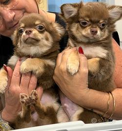 Cuccioli di chihuahua pelo lungo color cioccolato