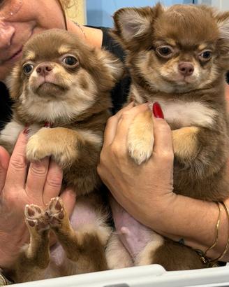 Cuccioli di chihuahua pelo lungo color cioccolato