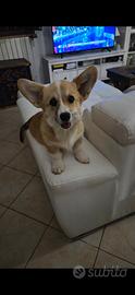 Welsh Corgi