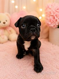 Cucciola bulldog francese femmina