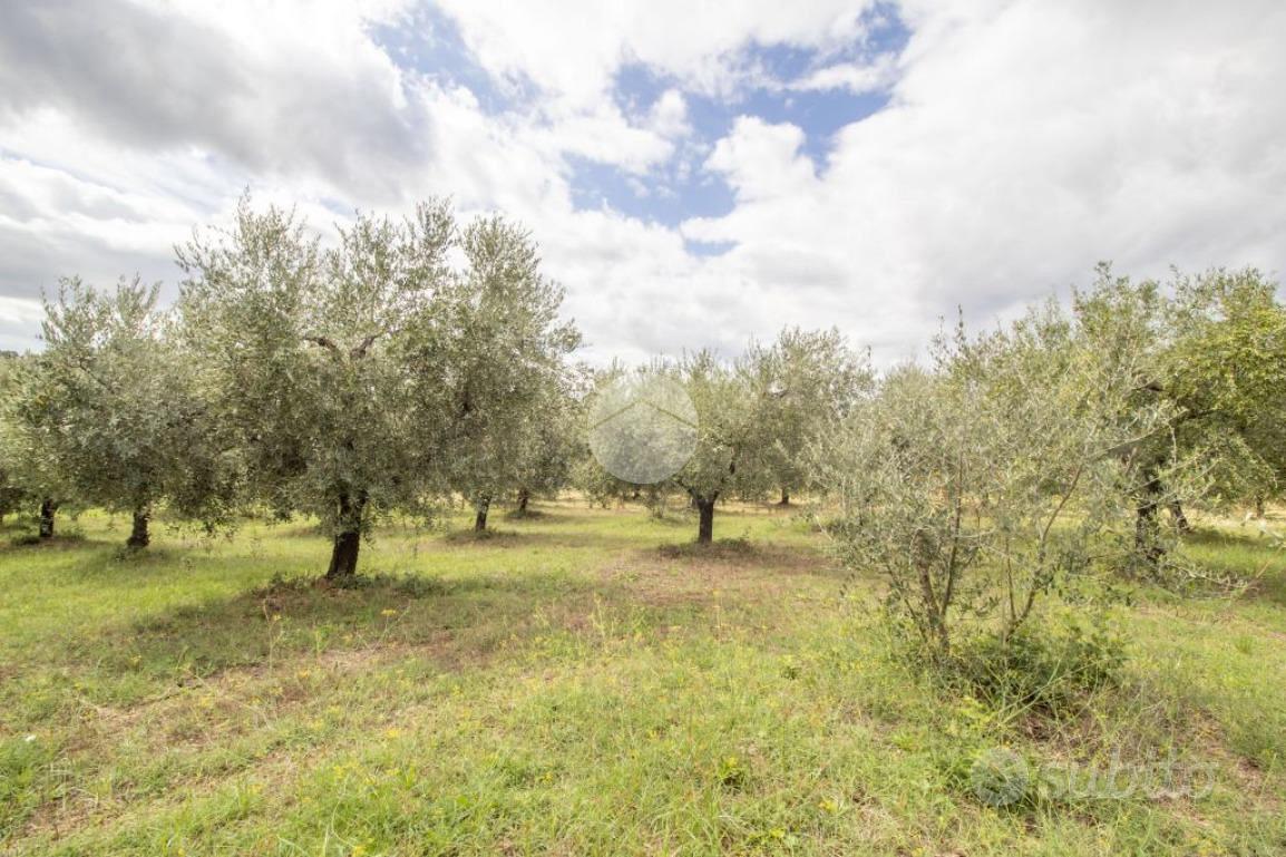 TER. AGRICOLO A MONTORIO ROMANO - Vista 2