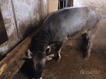 Manza grigia alpina