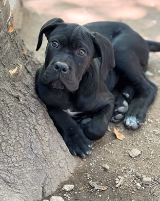 Cucciola femmina corso 4 mesi