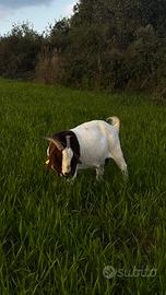 Capra boera maschi e femmine