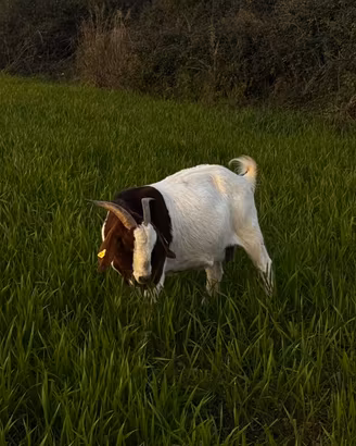 Capra boera maschi e femmine