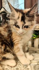 Cucciolo di mainecoon