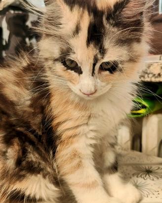 Cucciolo di mainecoon