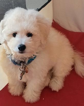 Maltipoo incrocio barboncino Maltese