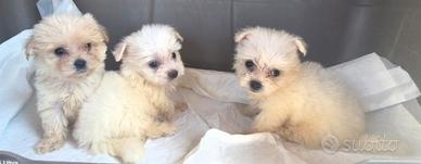 Maltese