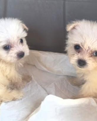 Maltese