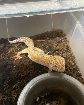 Gechi leopardini albino tremper