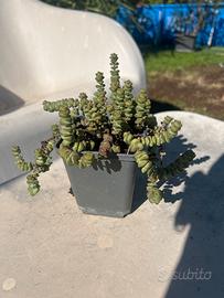 Crassula marnieriana o collana di giada