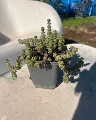 Crassula marnieriana o collana di giada